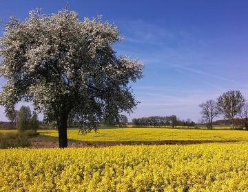Okolica wiosną
